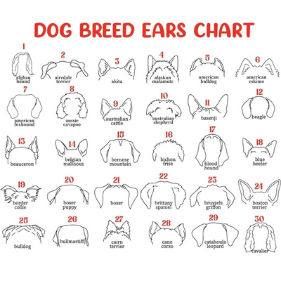 Dog Memorial Frame with Collar Holder